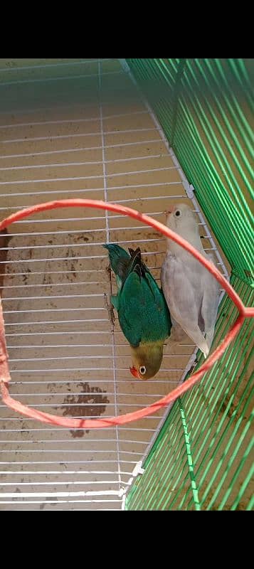 love bird breeder pair parblue male and albino split blue female 1