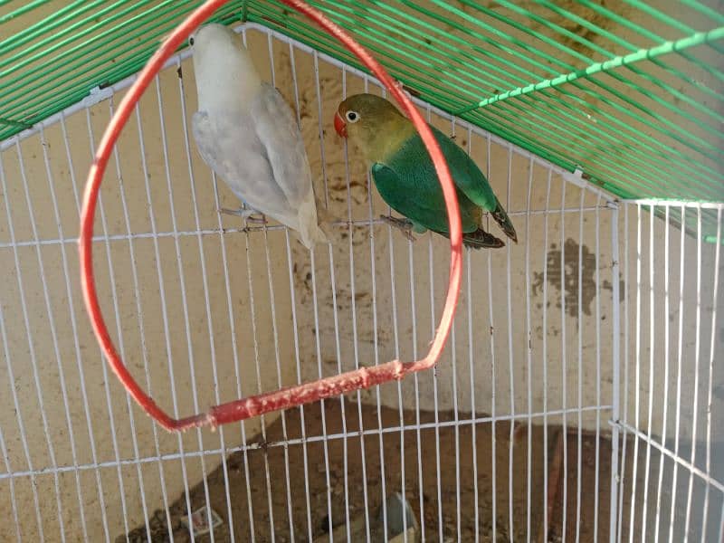 love bird breeder pair parblue male and albino split blue female 2