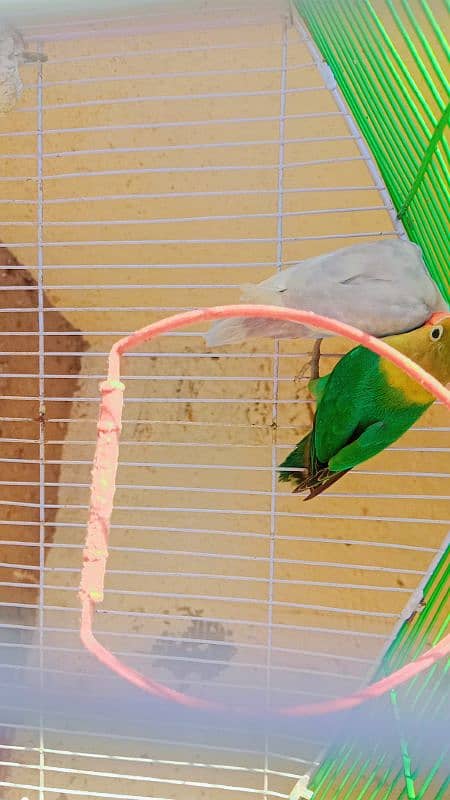 love bird breeder pair parblue male and albino split blue female 3