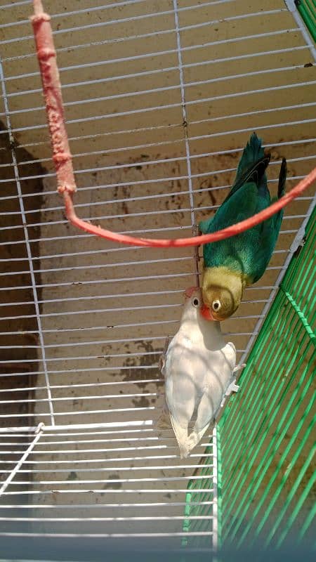 love bird breeder pair parblue male and albino split blue female 4