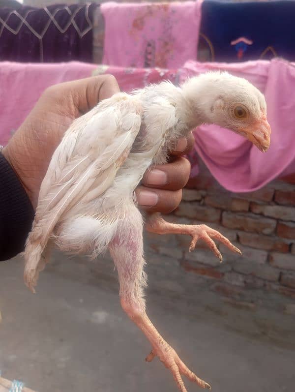 Heera aseel chicks 0