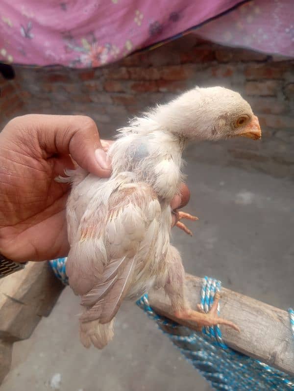 Heera aseel chicks 1