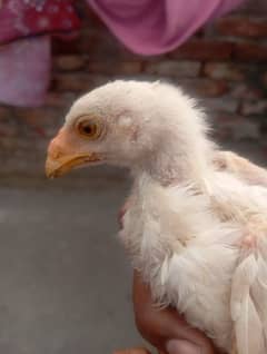 Heera Aseel chicks | Aseel breeder | pair | Heera chicks for Sale