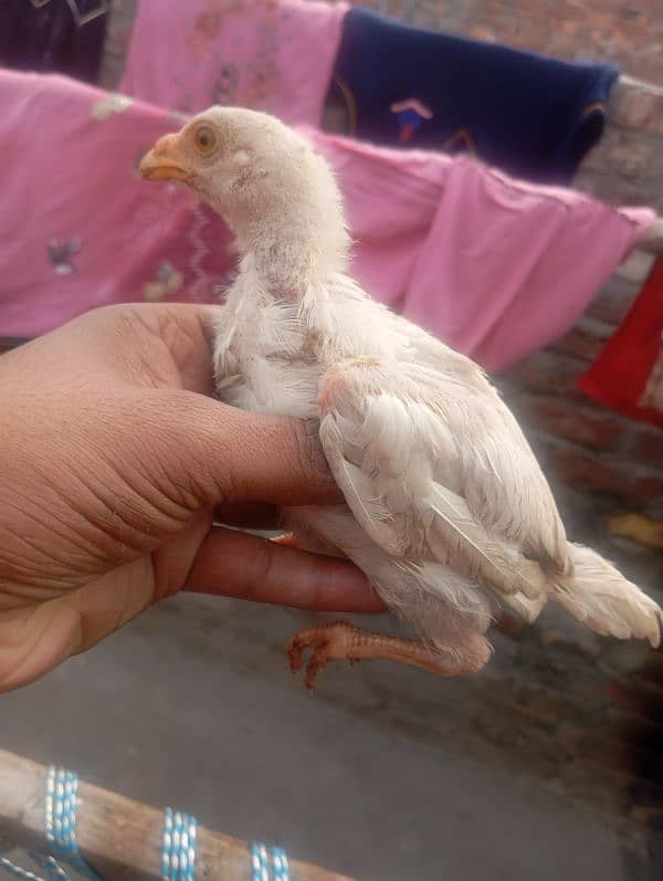 Heera aseel chicks 6