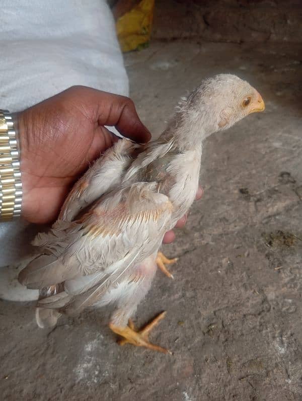 Heera aseel chicks 9