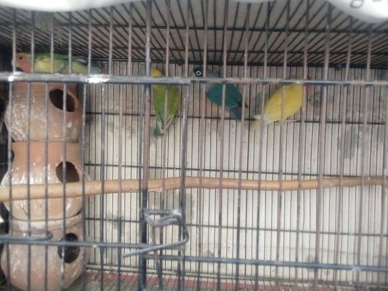 Birds our Cage seel 12000 1