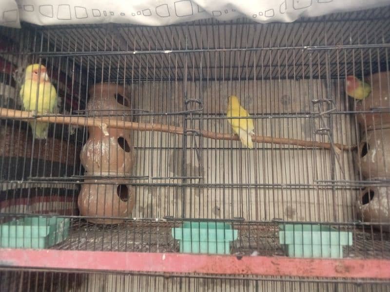 Birds our Cage seel 12000 3