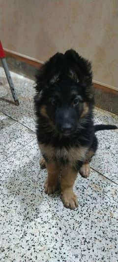 black tan puppy