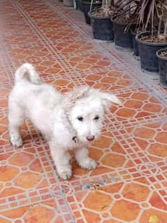 Maltese Sitzu puppy