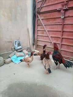 Aseel Hens for Urgent Sale