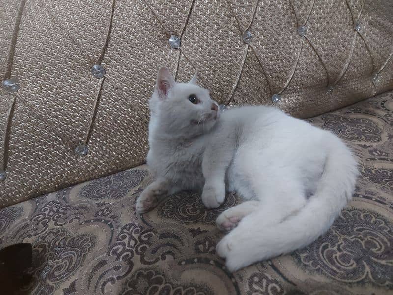 female Persian cat full trained for sale 0