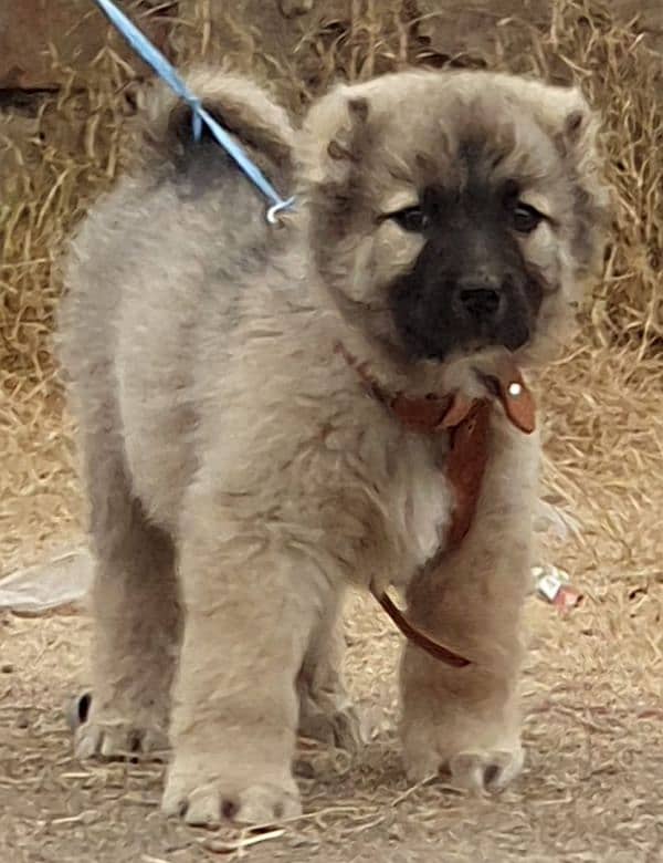 Kurdish Kangal security dog 3 month male for sale heavy bone 0