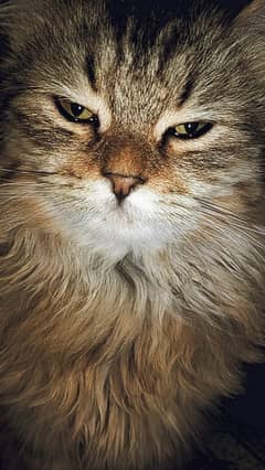 triple cotted Persian male kitten