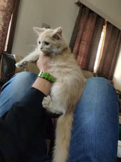 Persian triple coat kittens for sale