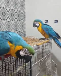 macaw parrot blue and gold O3O4 _O79_O437 my WhatsApp n