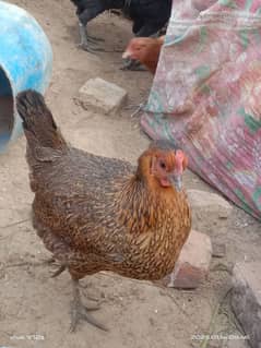 dasi egg laying golden misri