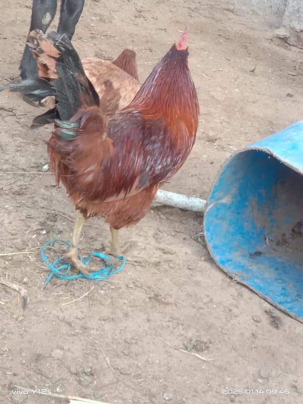 dasi egg laying golden misri 1