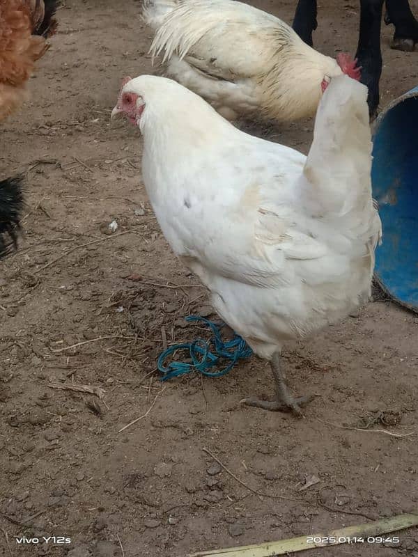 dasi egg laying golden misri 2