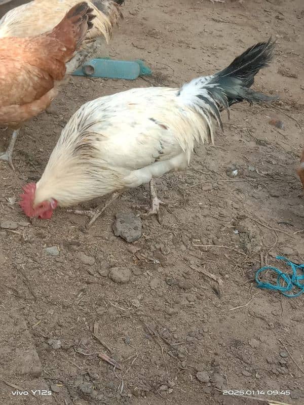 dasi egg laying golden misri 3