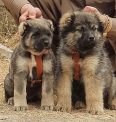 Kurdish kangal pair male female age 2 month havey bone for sale