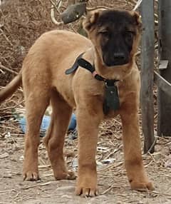 Kurdish kangal dog' male age 3 month havey bone for sale