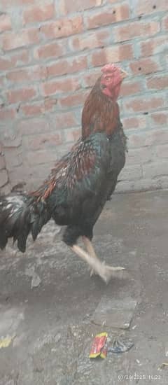 shamo breeder pair urgant for sale