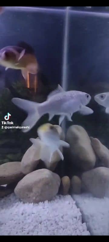 Aquarium for sale 3