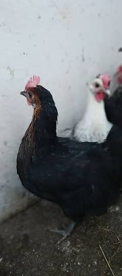 Misri egg laying hens for sale