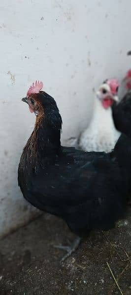 Misri egg laying hens for sale 0