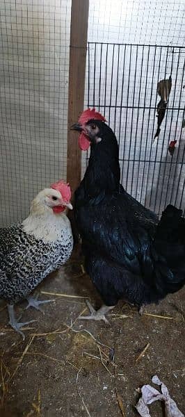 Misri egg laying hens for sale 1