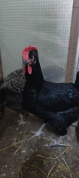 Misri egg laying hens for sale 2