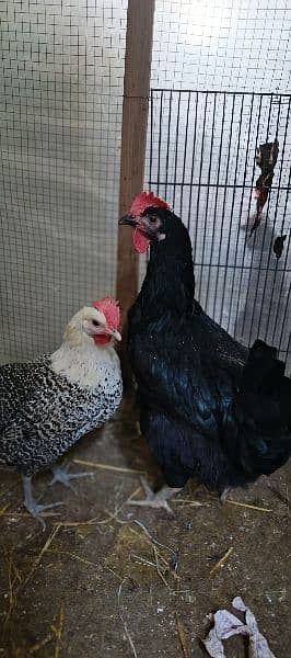 Misri egg laying hens for sale 3