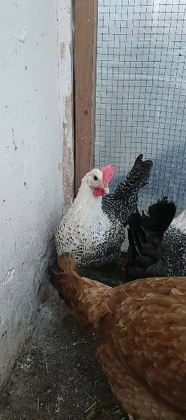 Misri egg laying hens for sale 4