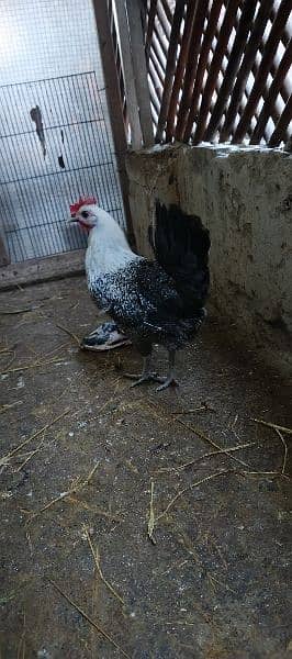 Misri egg laying hens for sale 5