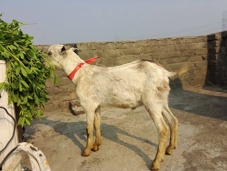 teda Bakra for sale 0