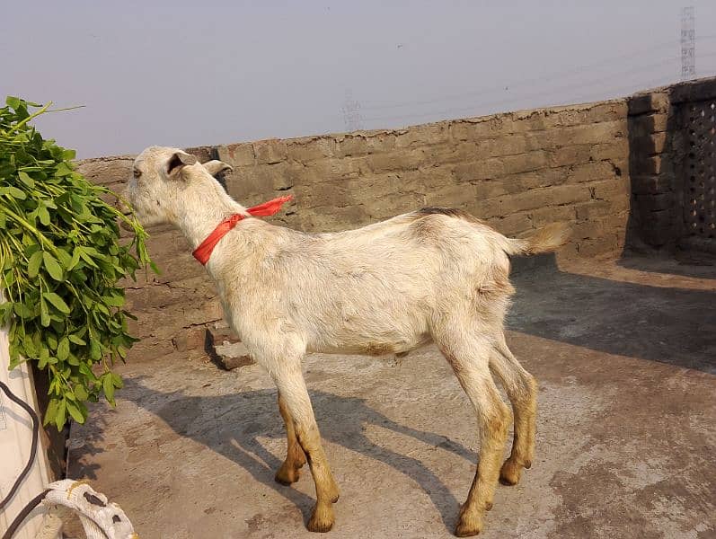 teda Bakra for sale 1