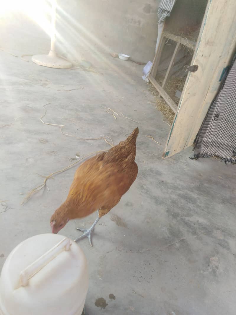 Hen Boiler Golden misri age 6months and above 3