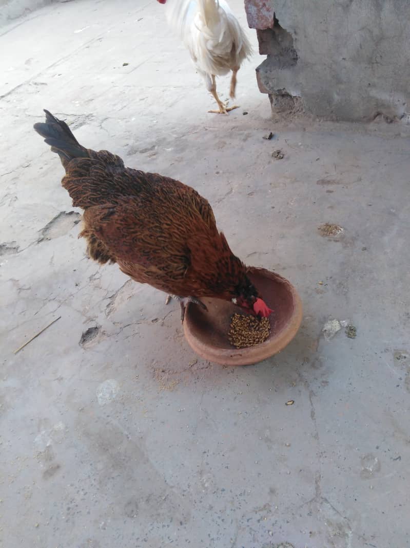 Hen Boiler Golden misri age 6months and above 5