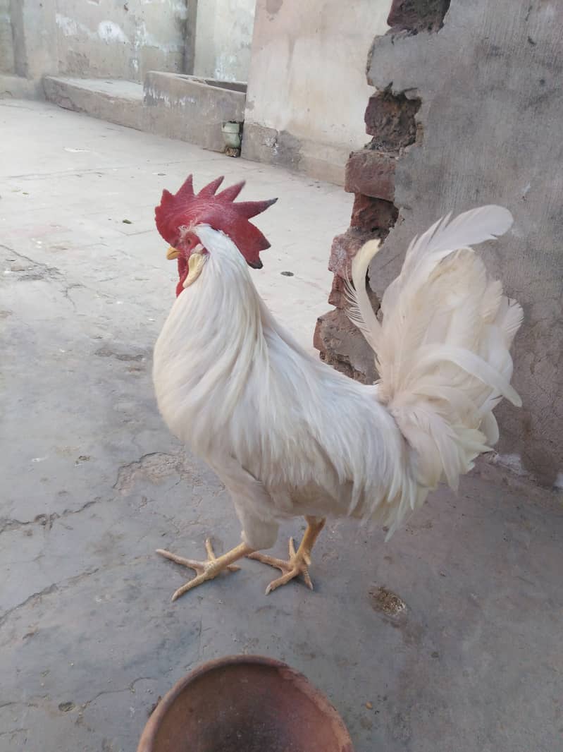 Hen Boiler Golden misri age 6months and above 6