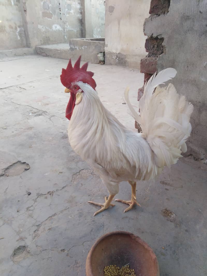 Hen Boiler Golden misri age 6months and above 7