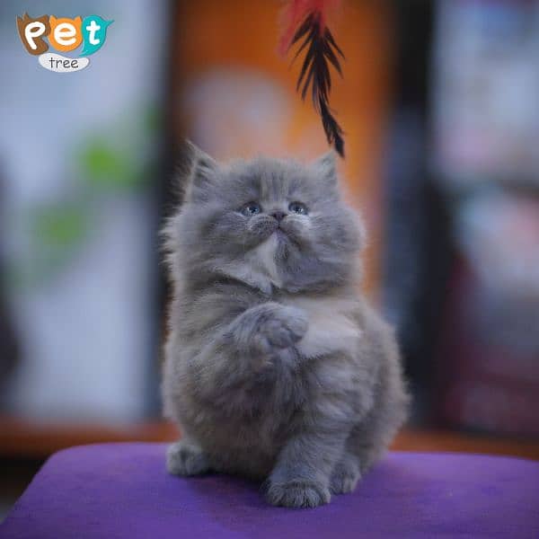 Persian Kittens | Black Kittens | Triple coated Kitten 7