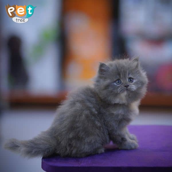 Persian Kittens | Black Kittens | Triple coated Kitten 8