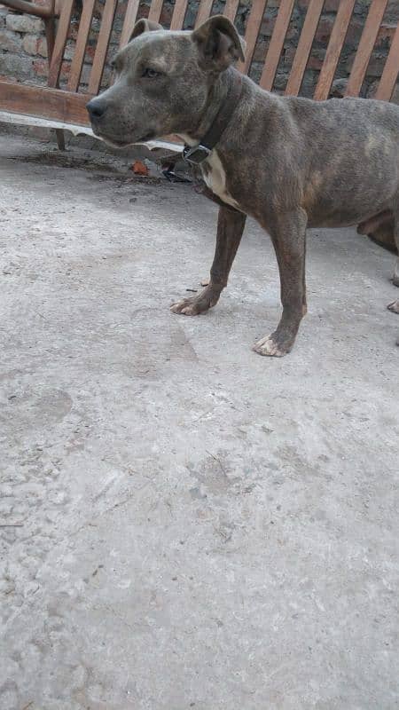 Pitbull Male 0