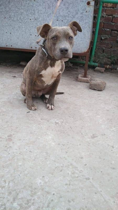 Pitbull Male 1