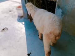 sheep Dumba for sale larkana nasal