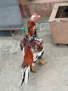 Aseel punjab breed cheena colour