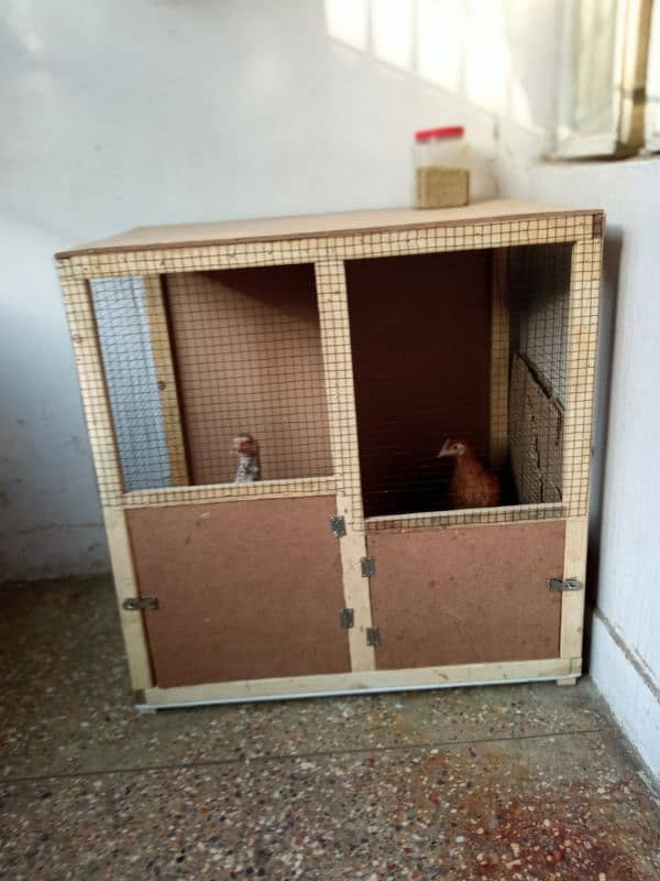 aseel hen and cage 5