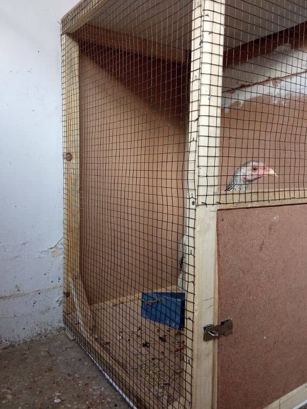 aseel hen and cage 6