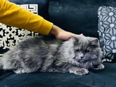 Persian cat /tripple coat / Persian Cat/ cute /doll face /