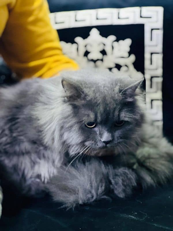 Persian cat /tripple coat / Persian Cat/ cute /doll face / 1